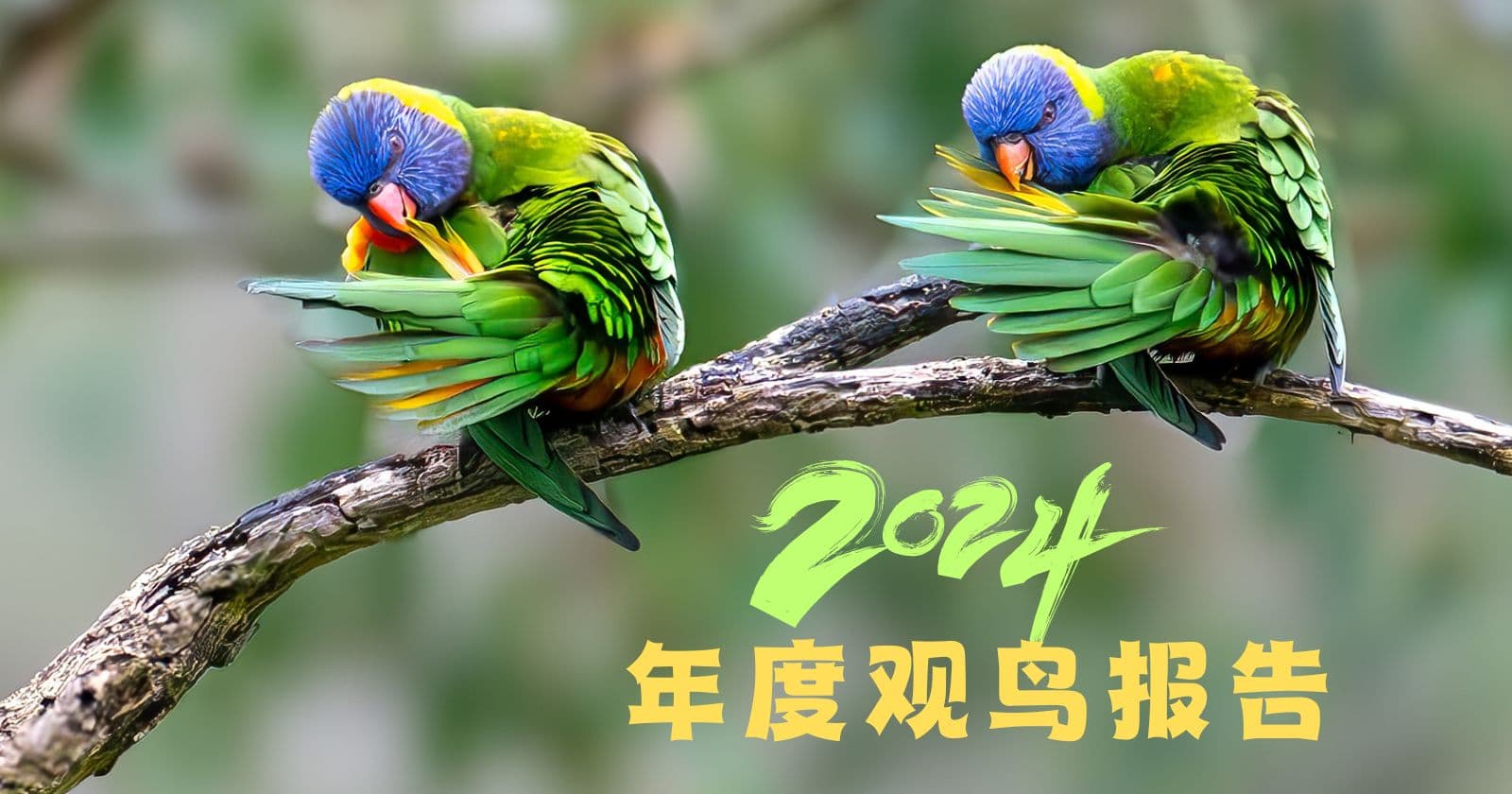 遇见296种鸟,2024 Jo&James观鸟记录