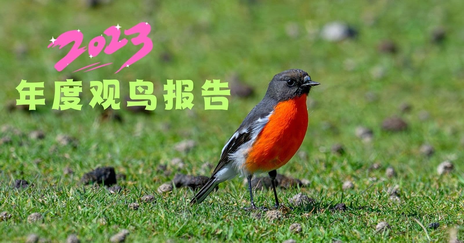 首次邂逅55种鸟|Jo&James 2023 观鸟摄影集