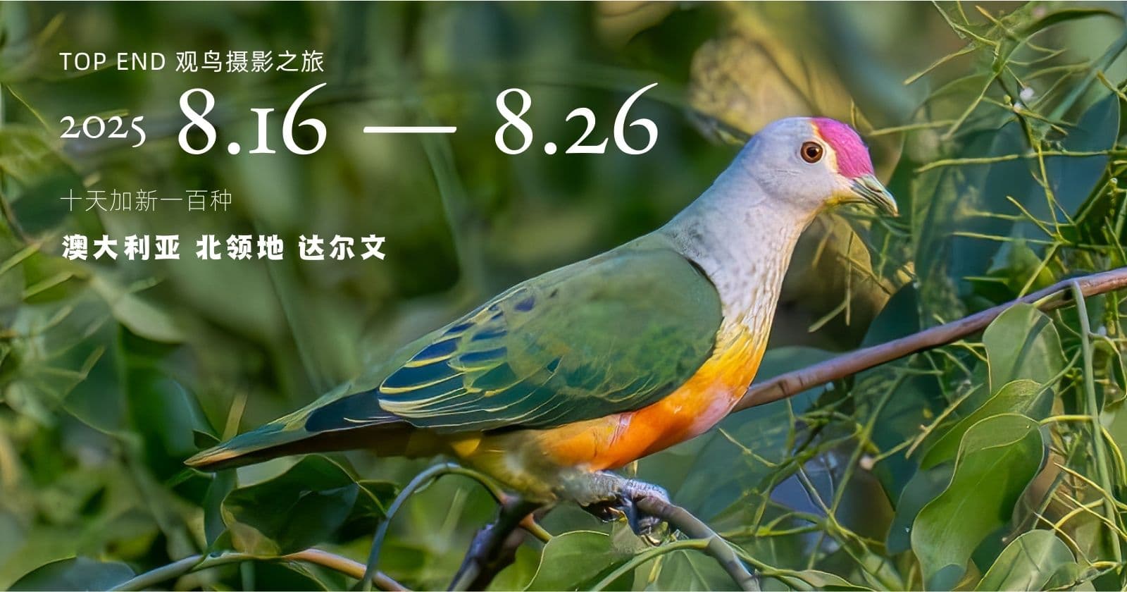 追寻百鸟之约: 八月达尔文观鸟摄影旅行团 (满)