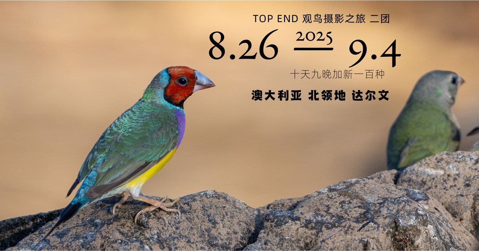 追寻百鸟之约: 九月达尔文观鸟摄影旅行团